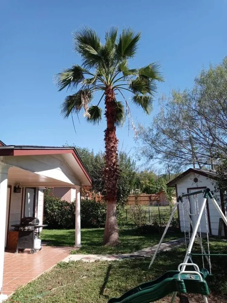 Expert yard cleanup service experts serving San Antonio, TX - Salazar Services