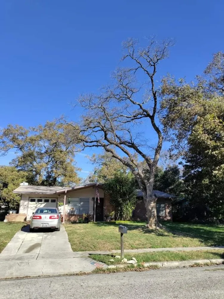 Trusted landscaping services experts serving San Antonio, TX - Salazar Services