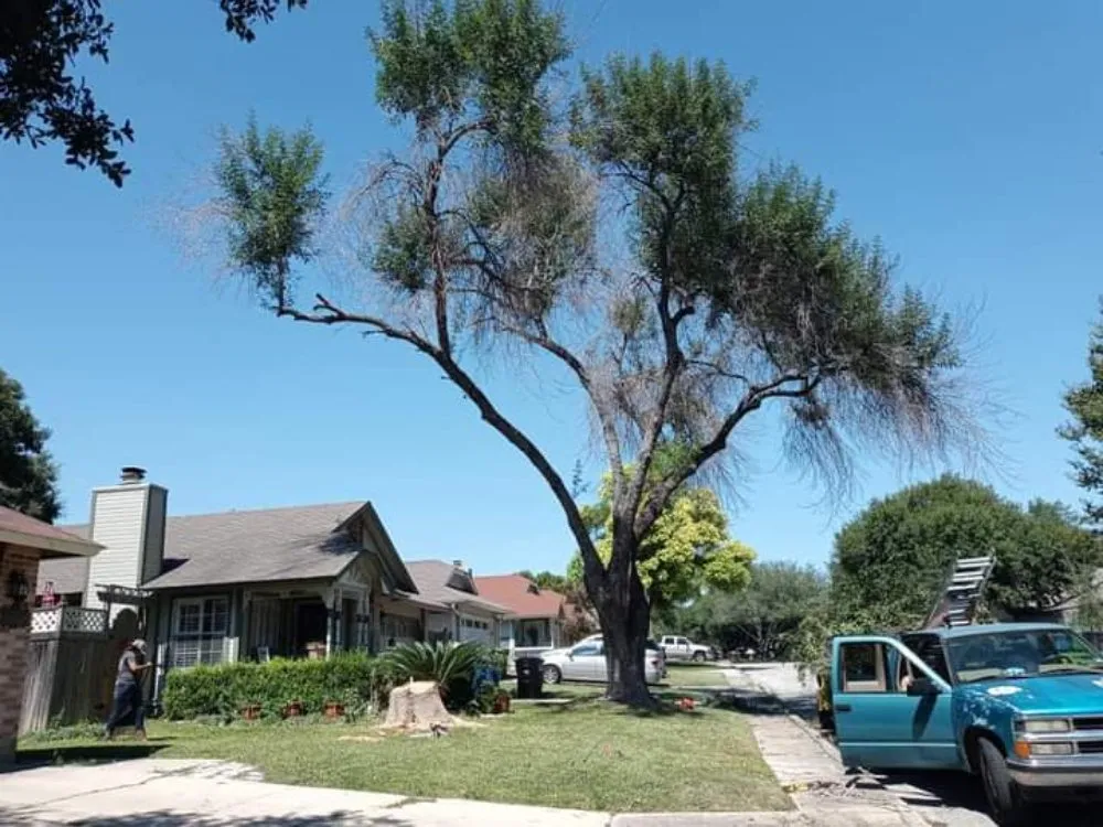 Affordable lawn care service for homes in San Antonio, TX by Salazar Services