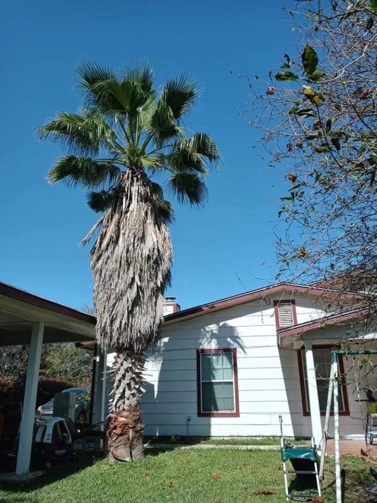 Trusted yard cleanup service experts serving San Antonio, TX - Salazar Services