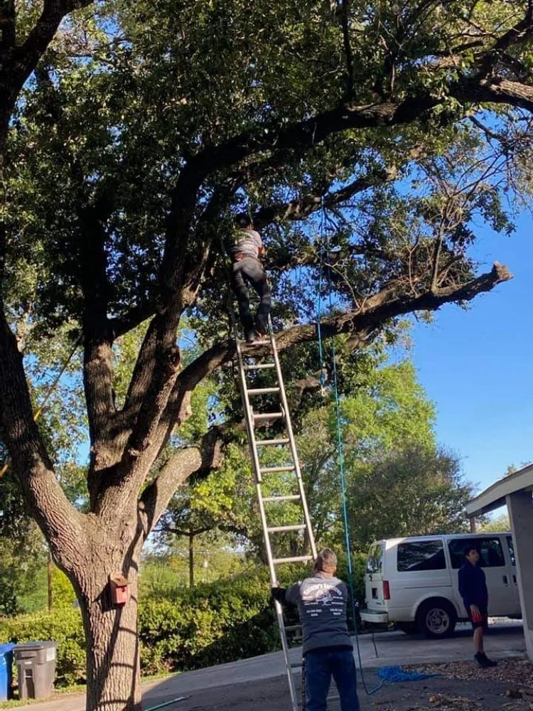 Local residential landscaping in San Antonio, TX by Salazar Services