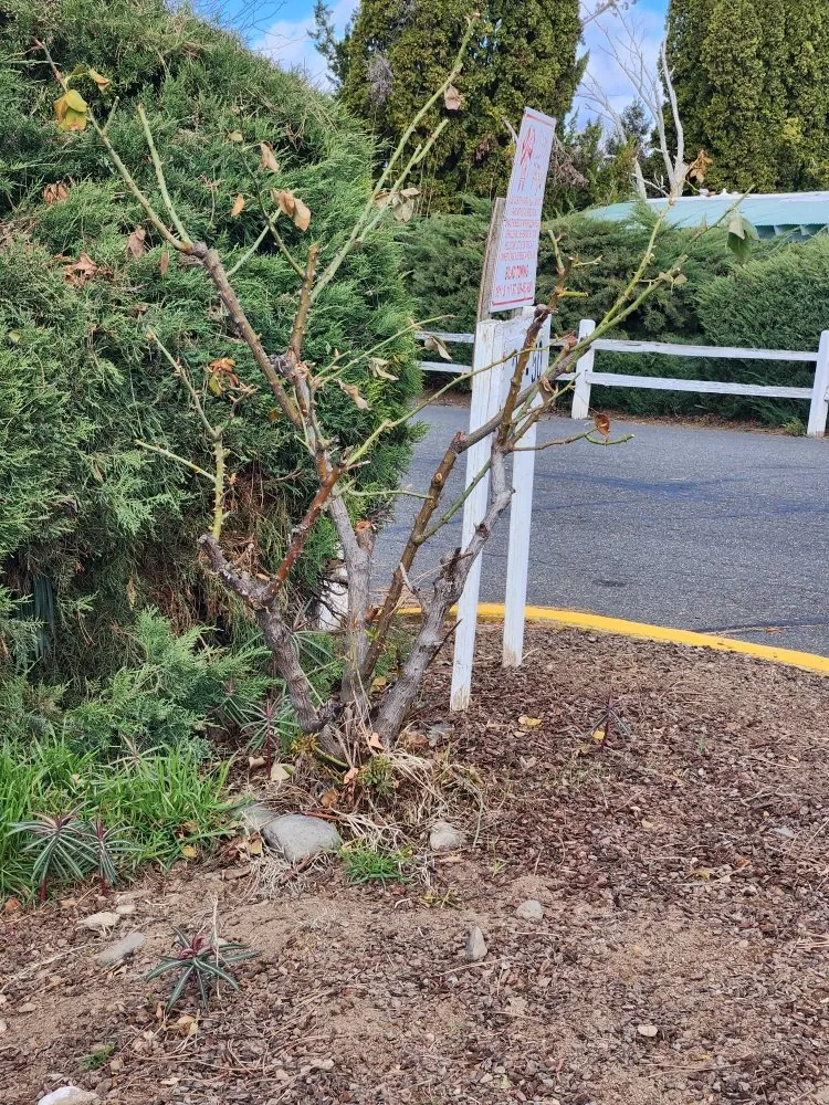 Trusted lawn care service for year-round maintenance in Yakima, WA by Salazar's Lawn Care