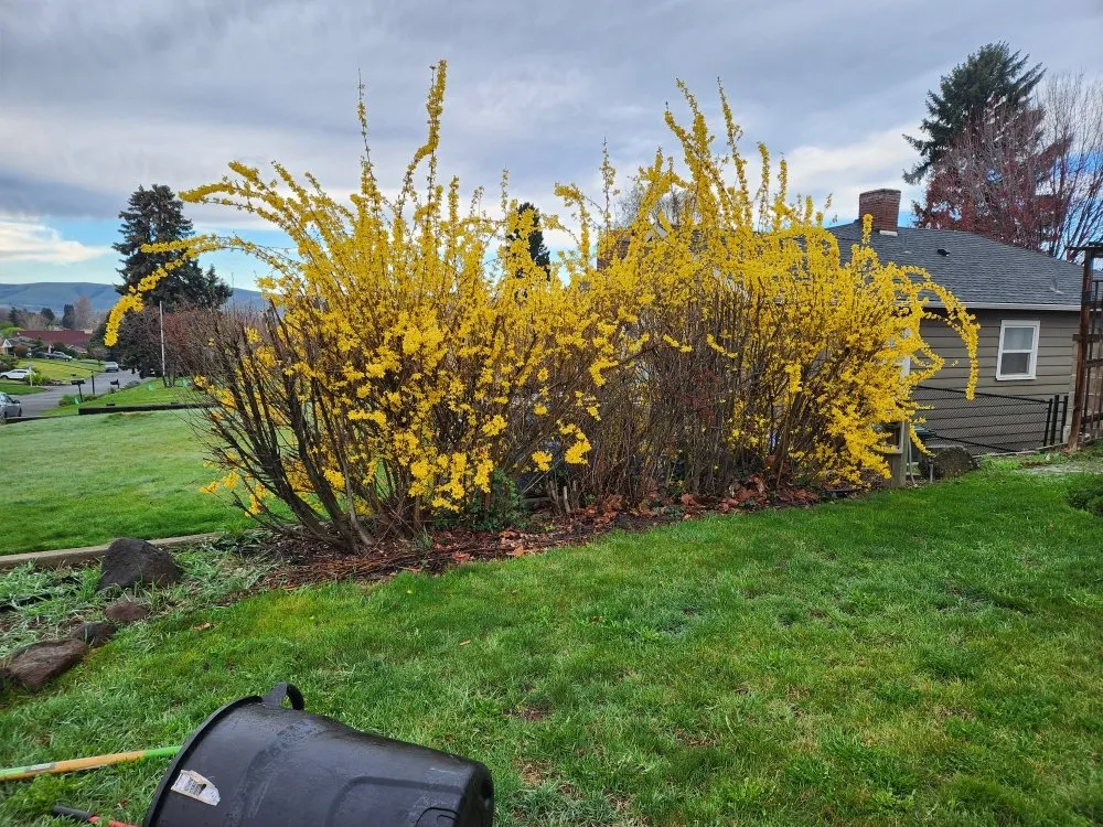 Trusted lawn care service for beautiful yards across Yakima, WA - Salazar's Lawn Care