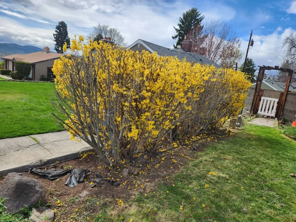 Top-rated yard cleanup service experts serving Yakima, WA - Salazar's Lawn Care