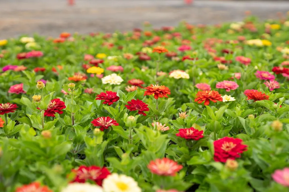 Trusted lawn care service in Lakewood, CA - Salco Landscape Services & Growers