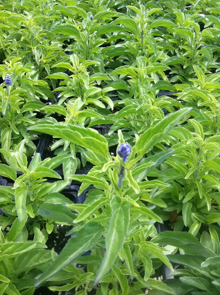 Professional residential landscaping for homes in Lakewood, CA by Salco Landscape Services & Growers