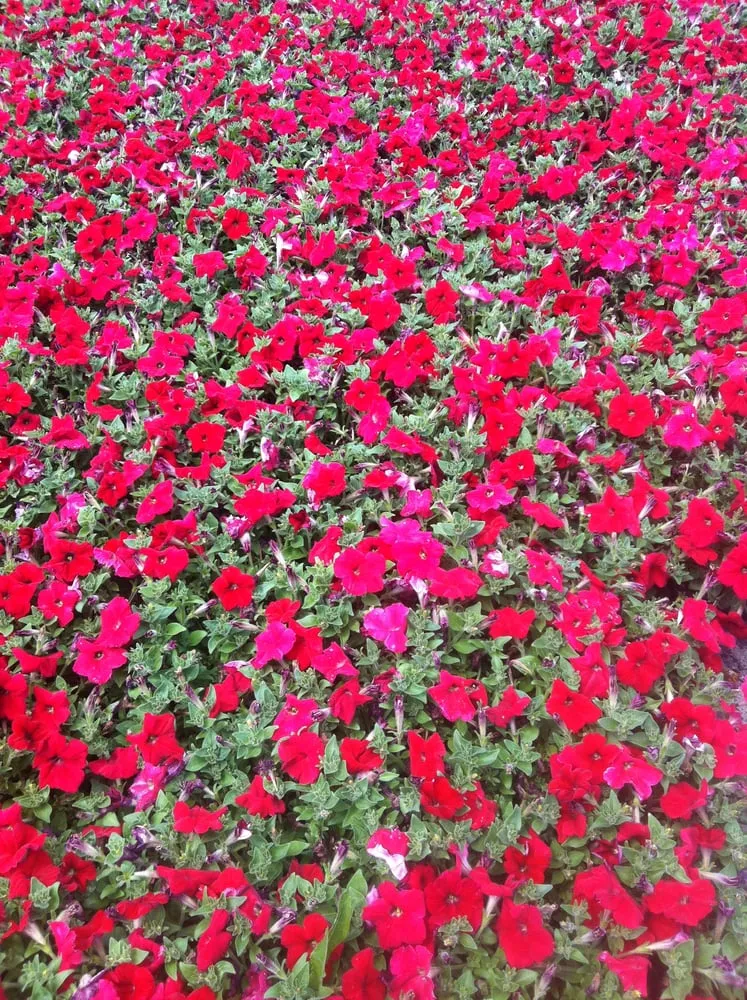 Reliable garden landscaping for year-round maintenance in Lakewood, CA by Salco Landscape Services & Growers