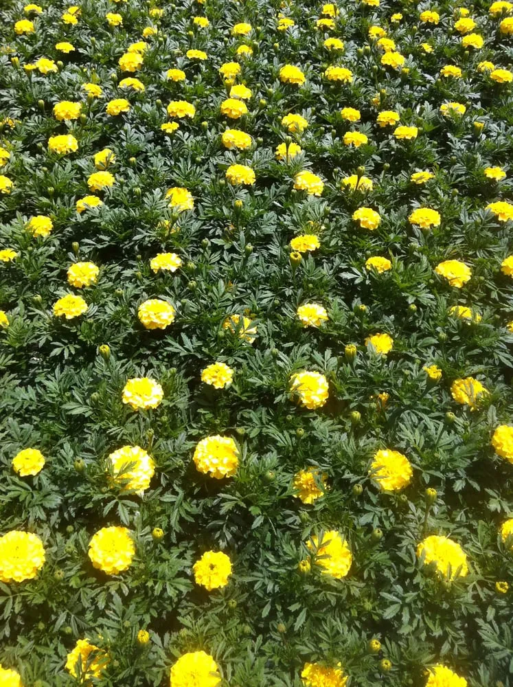 Trusted lawn care service experts serving Lakewood, CA - Salco Landscape Services & Growers