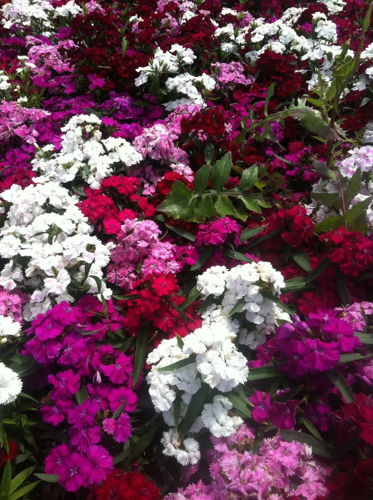 Custom lawn mowing service in Lakewood, CA - Salco Landscape Services & Growers