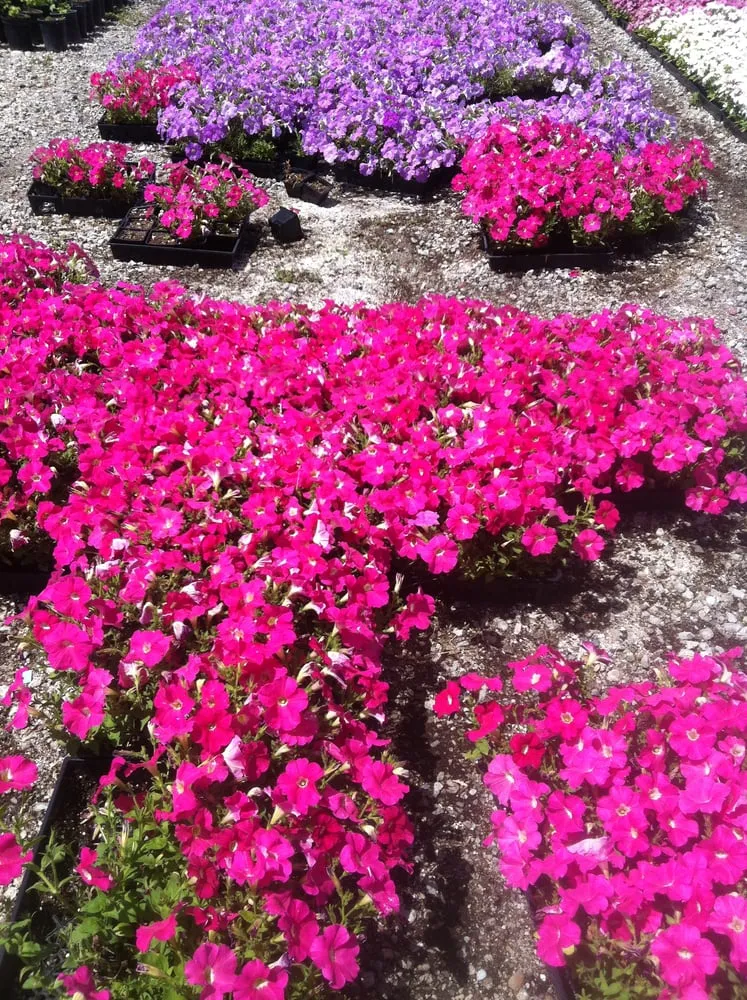 Custom lawn mowing service in Lakewood, CA - Salco Landscape Services & Growers