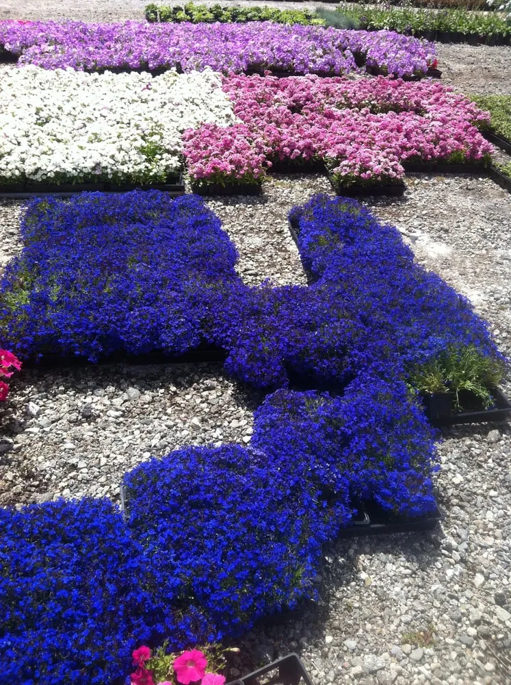 Reliable garden landscaping in Lakewood, CA - Salco Landscape Services & Growers