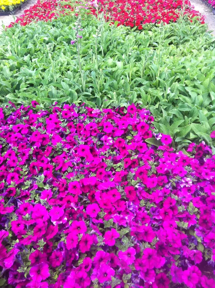 Local lawn care service in Lakewood, CA by Salco Landscape Services & Growers