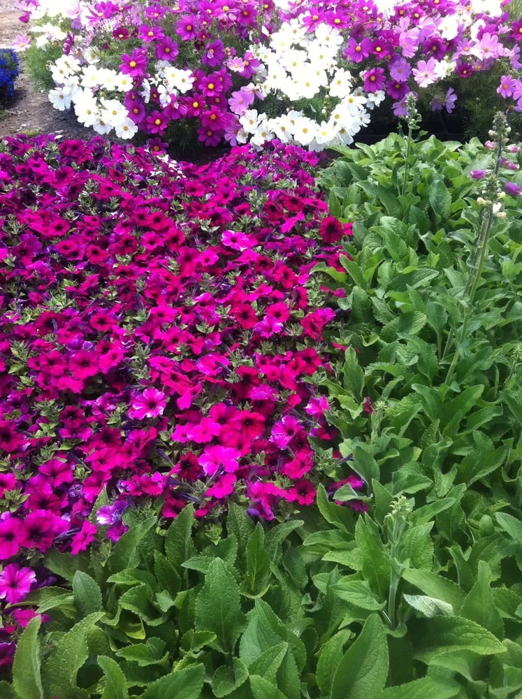 Trusted outdoor landscaping for homes in Lakewood, CA by Salco Landscape Services & Growers