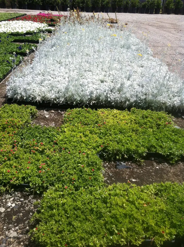 Trusted lawn mowing service with custom design across Lakewood, CA - Salco Landscape Services & Growers