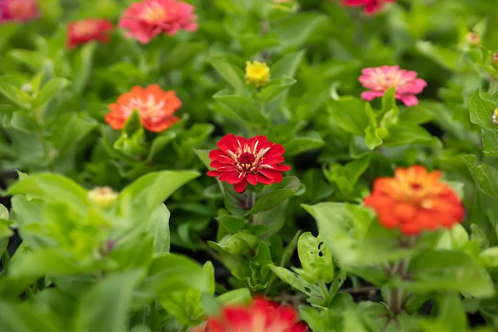 Reliable yard cleanup service in Lakewood, CA by Salco Landscape Services & Growers