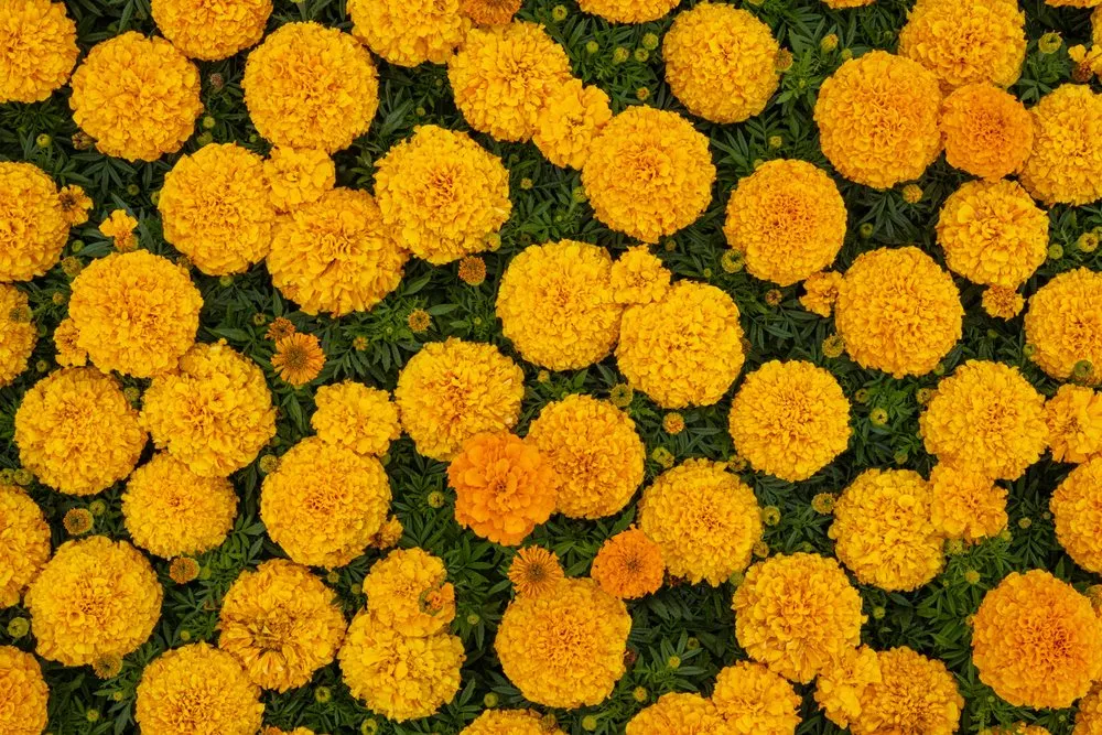 Custom yard maintenance in Lakewood, CA - Salco Landscape Services & Growers