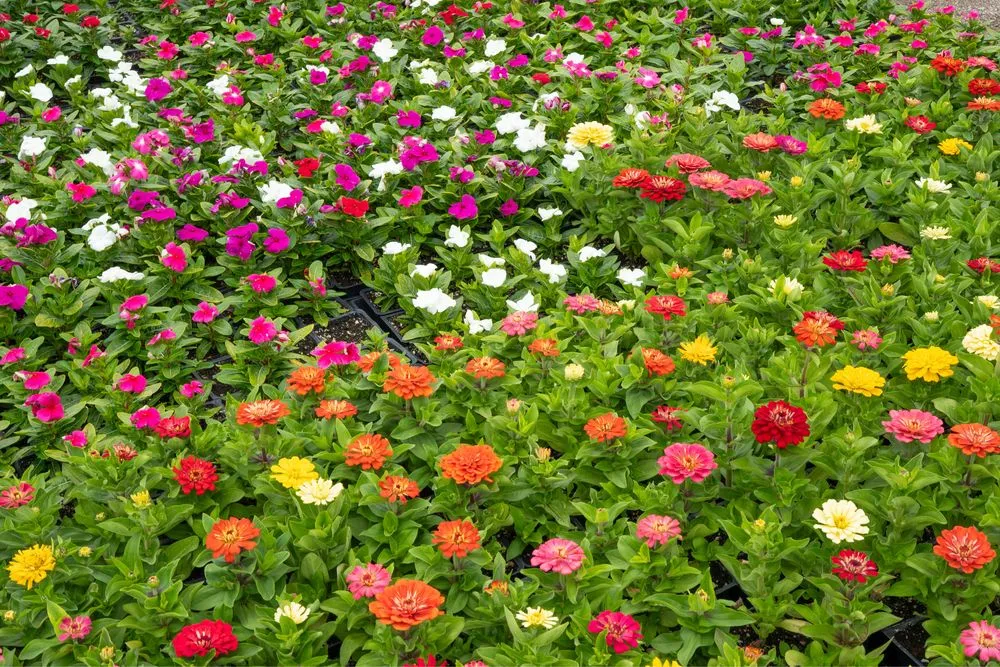 Top-rated landscape design for outdoor upgrades in Lakewood, CA by Salco Landscape Services & Growers