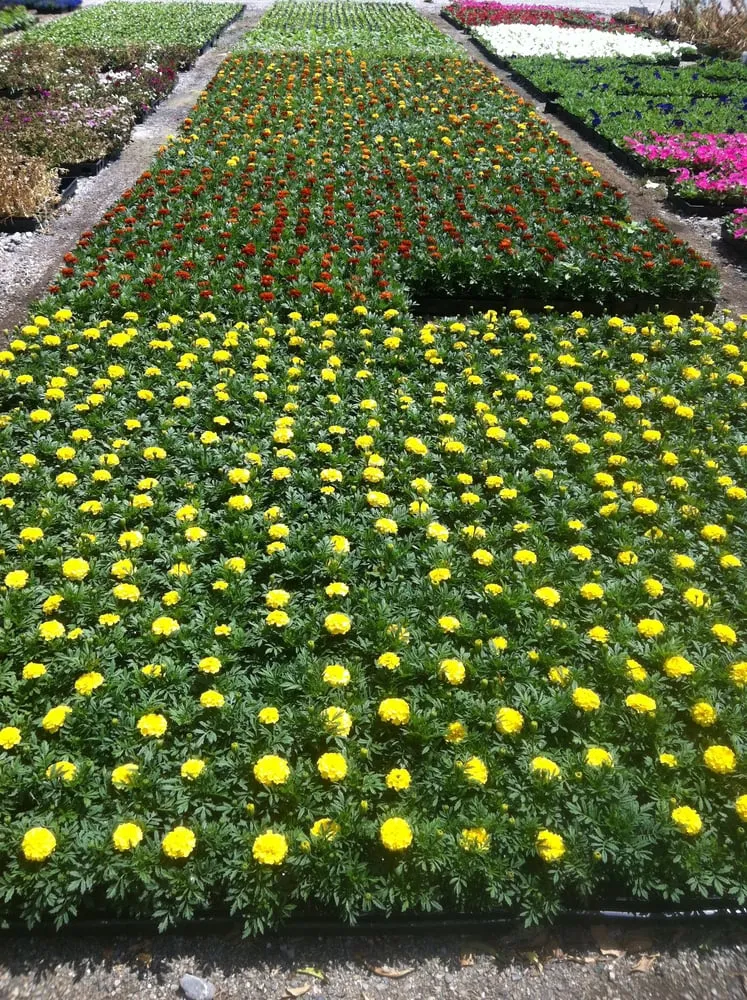 Local landscape installation for homes in Lakewood, CA by Salco Landscape Services & Growers