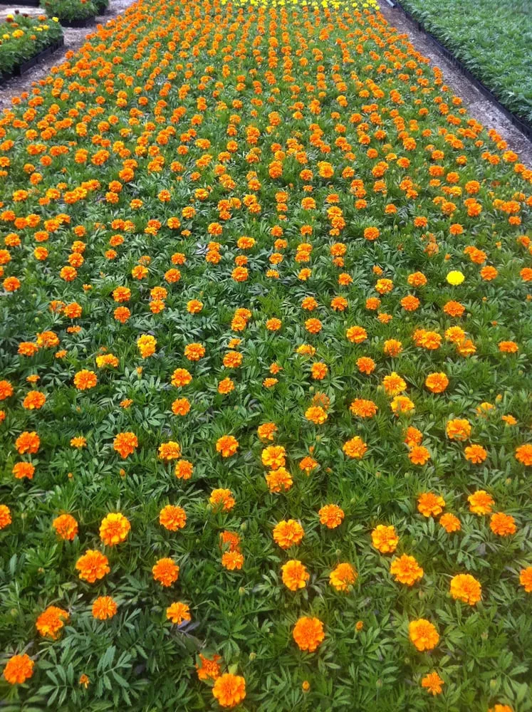 Local landscaping services in Lakewood, CA - Salco Landscape Services & Growers