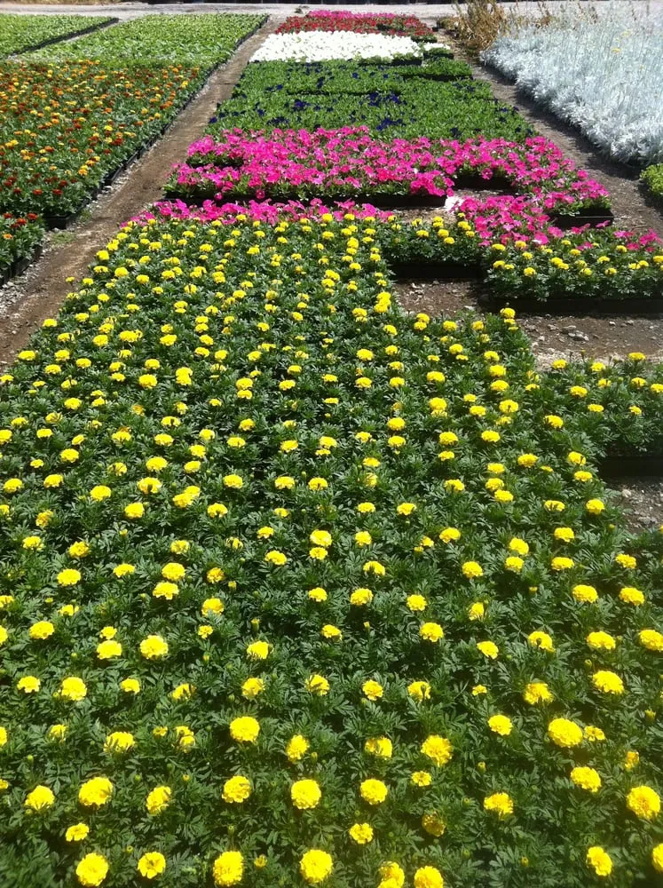 Expert landscaping services in Lakewood, CA by Salco Landscape Services & Growers