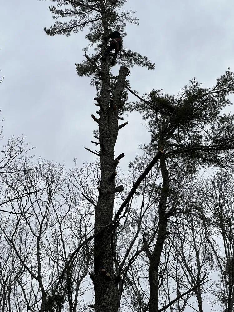 Expert outdoor landscaping for year-round maintenance across Brunswick, ME - Saldana Tree Services & Landscaping