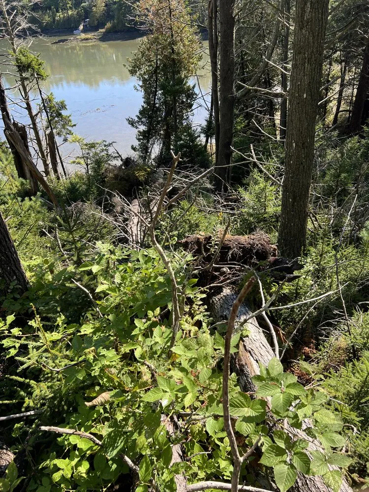 Trusted yard cleanup service in Brunswick, ME by Saldana Tree Services & Landscaping