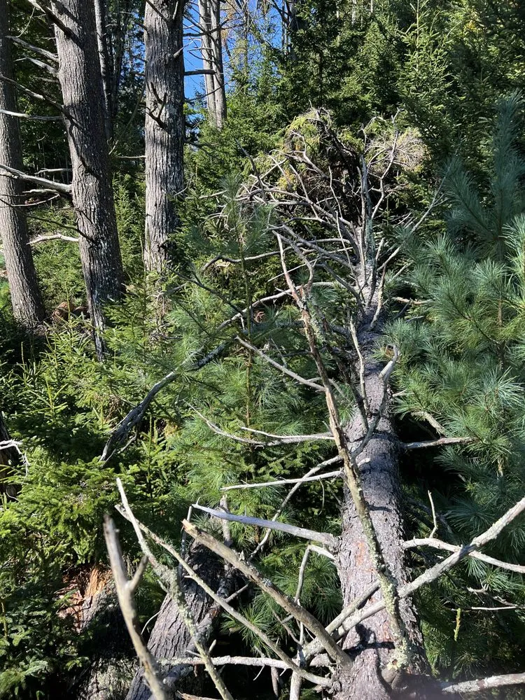 Top-rated outdoor landscaping in Brunswick, ME - Saldana Tree Services & Landscaping