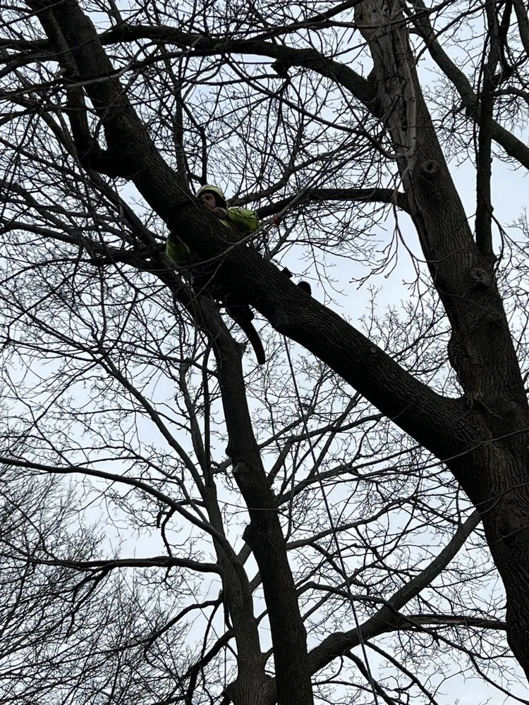 Trusted yard maintenance experts serving Brunswick, ME - Saldana Tree Services & Landscaping