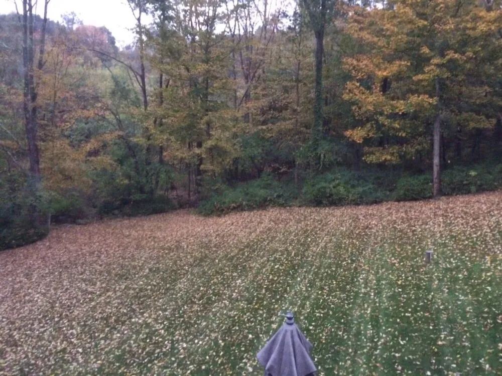 Affordable yard cleanup service in South Salem, NY by Salem Tree & Landscape Service