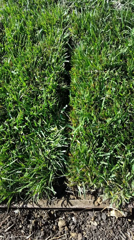 Expert yard maintenance in Elk Grove, CA - Salen's Landscaping