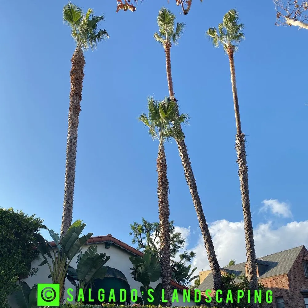 Expert landscaping services near you across Los Angeles, CA - Salgado's Landscaping