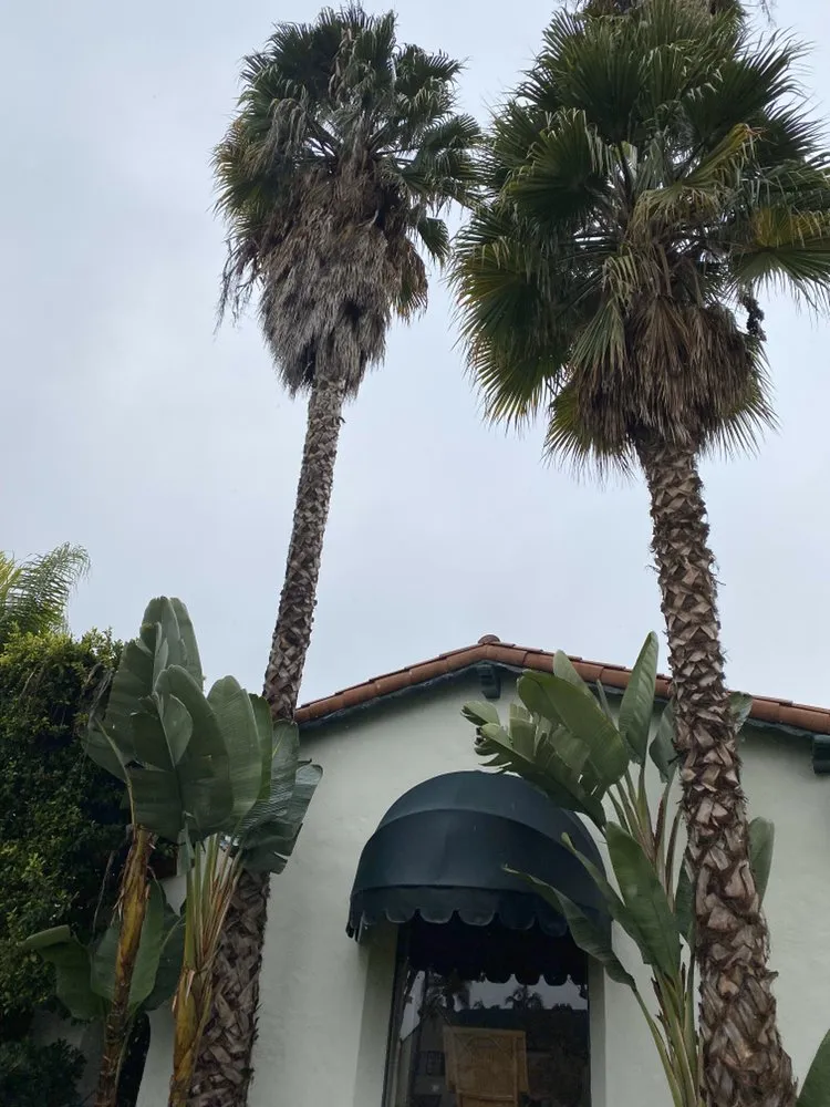 Professional landscaping services in Los Angeles, CA by Salgado's Landscaping