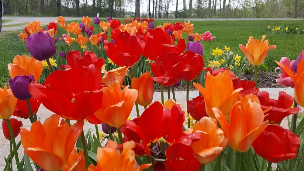 Reliable landscaping services in Milan, MI - Salient Landscaping