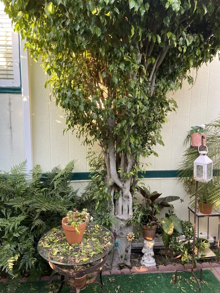 Affordable yard cleanup service for residential properties across Carpinteria, CA - Salinas Construction Landscape