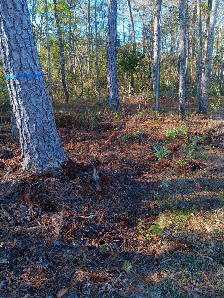 Trusted yard cleanup service in North Charleston, SC by Salinas Landscaping