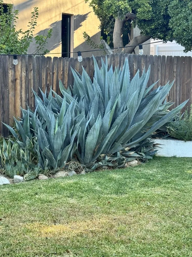 Custom landscape installation in Pasadena, CA - Salina’s Landscaping