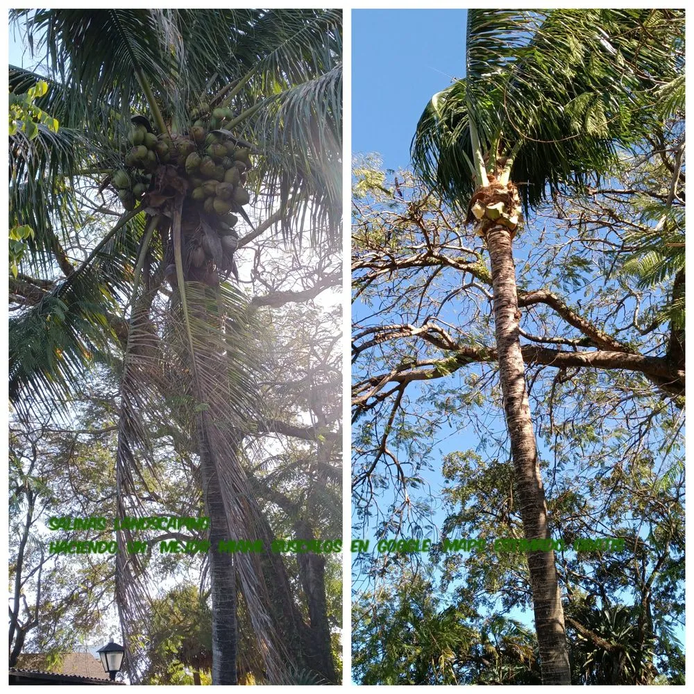 Professional outdoor landscaping with custom design in Princeton, FL by Salinas Landscaping