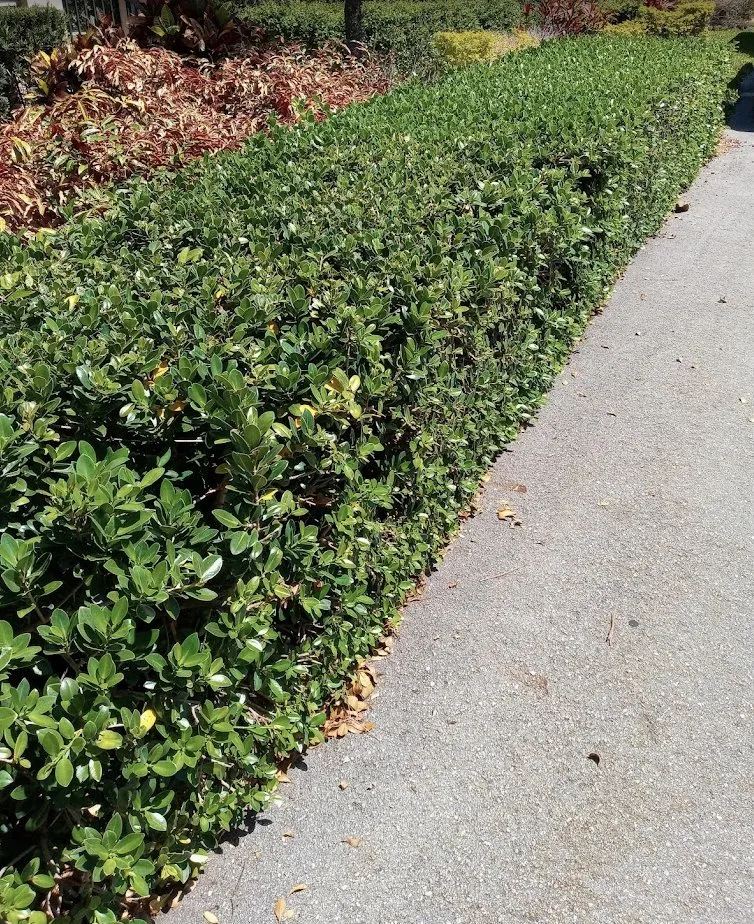 Local lawn care service experts serving Princeton, FL - Salinas Landscaping