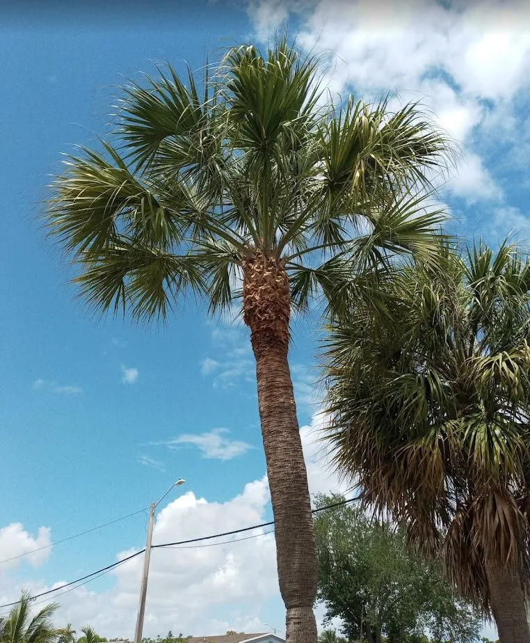 Local residential landscaping experts serving Princeton, FL - Salinas Landscaping