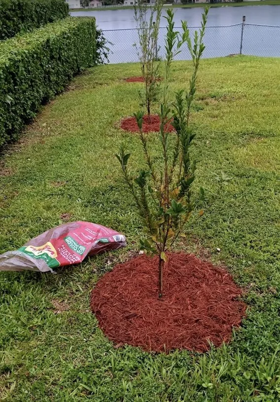 Top-rated residential landscaping with custom design in Princeton, FL by Salinas Landscaping