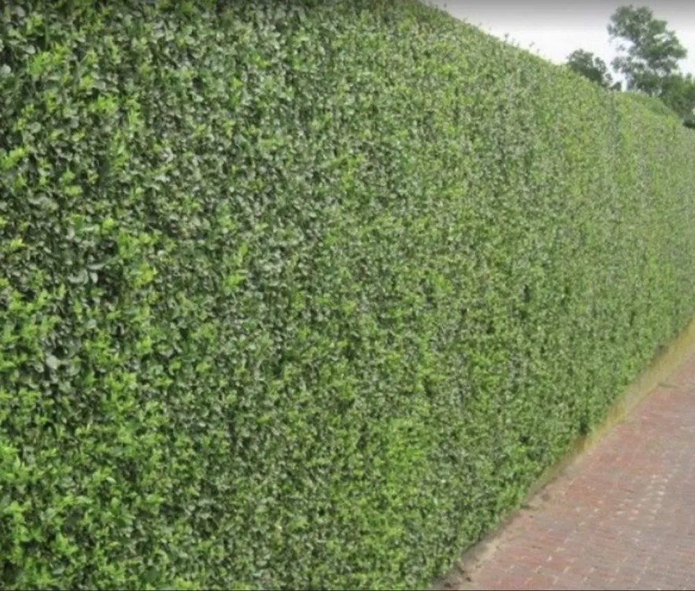 Affordable landscape installation for residential properties in Princeton, FL by Salinas Landscaping