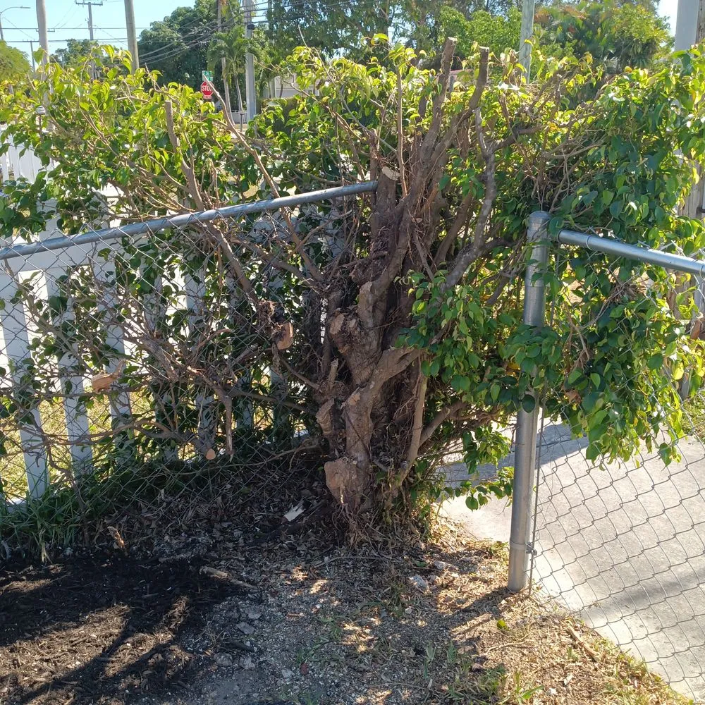 Expert lawn care service experts serving Princeton, FL - Salinas Landscaping