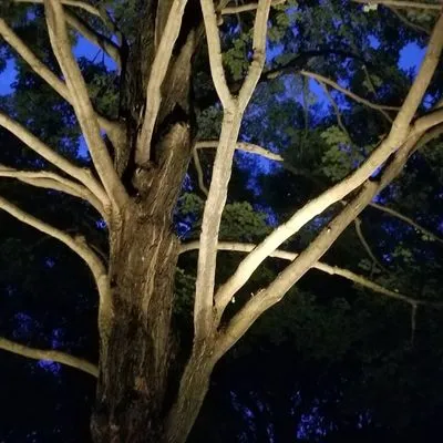 Salinas Landscaping Logo