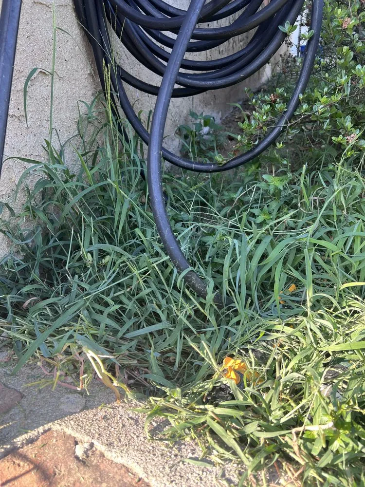 Professional lawn care service in Glen Cove, NY by Salmeron Landscaping