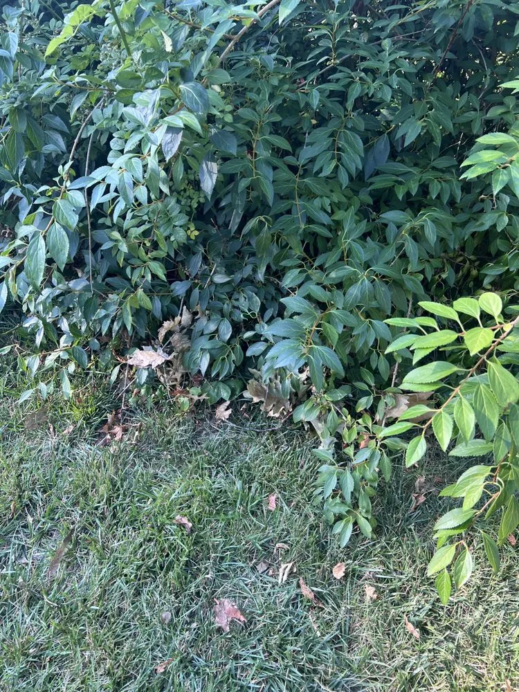 Affordable yard cleanup service for outdoor upgrades in Glen Cove, NY by Salmeron Landscaping