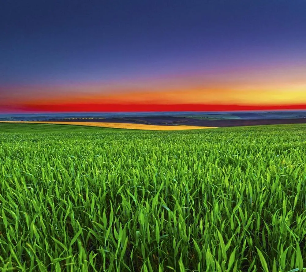 Top-rated landscape installation with custom design in Tiptonville, TN by Salmon Enterprises