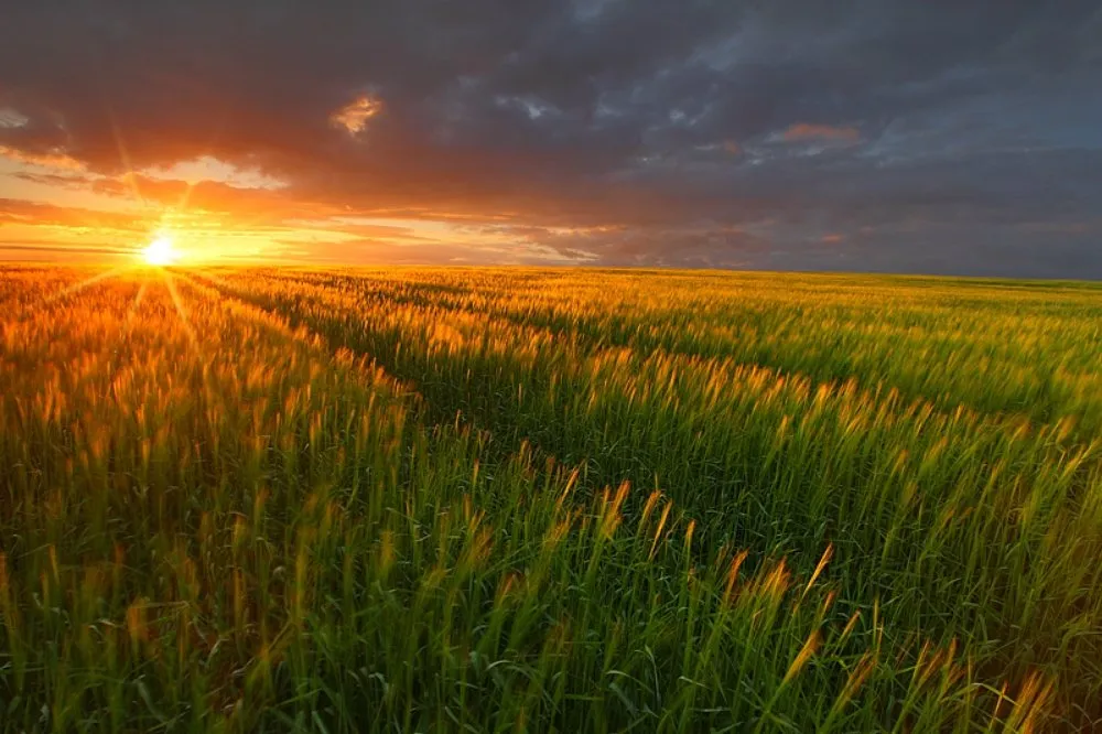 Reliable landscape design near you in Tiptonville, TN by Salmon Enterprises