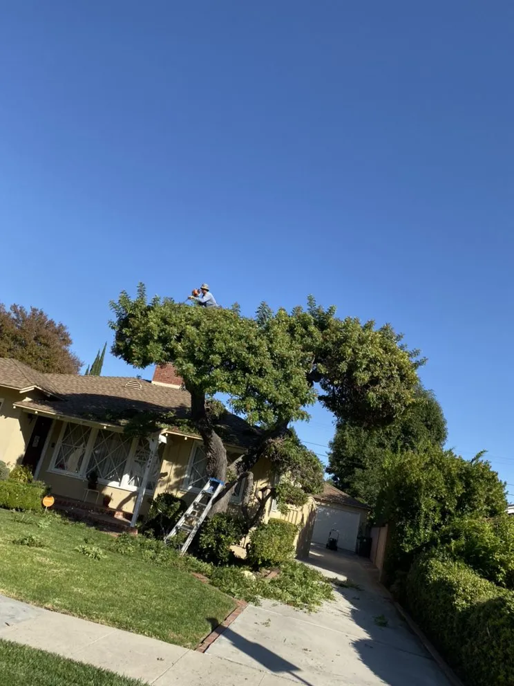 Custom garden landscaping near you in Los Angeles, CA by Salomon Landscaping