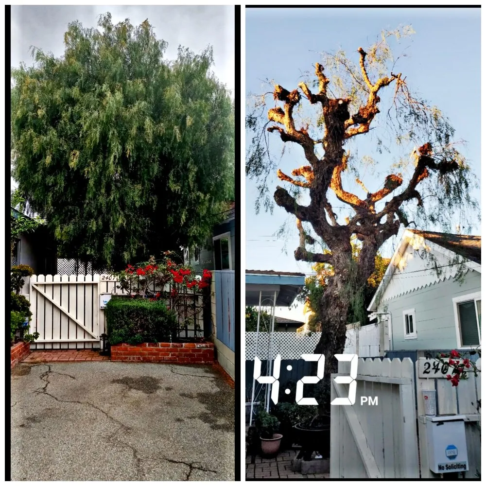 Top-rated yard maintenance for beautiful yards in Lawndale, CA by Sal's Gardening Service