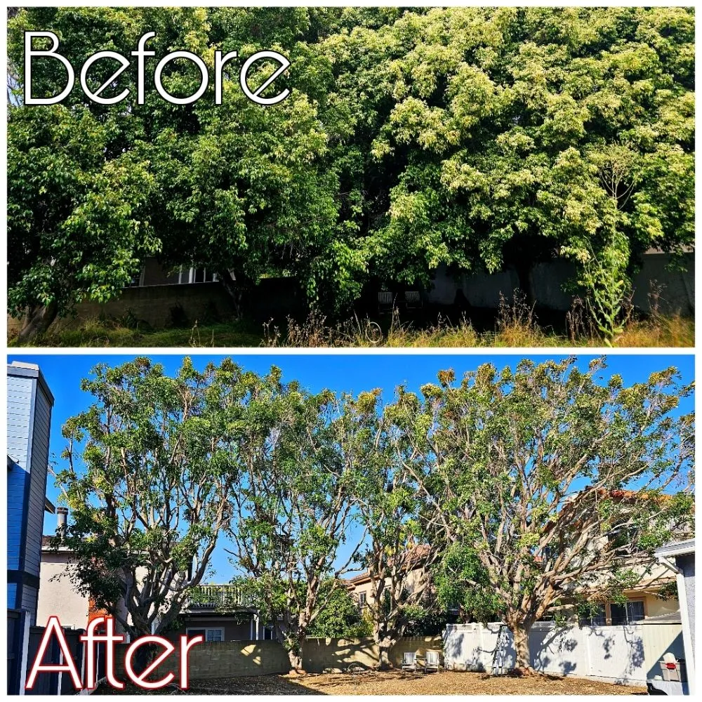 Professional yard maintenance for residential properties across Lawndale, CA - Sal's Gardening Service